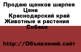 Продаю щенков шарпея › Цена ­ 7 000 - Краснодарский край Животные и растения » Собаки   